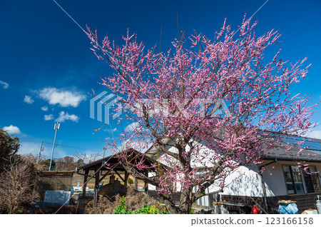Plum blossoms blooming at the Shiki no Sato direct sales store in Oimachi Plum blossoms blooming at the Shiki no Sato direct sales store in Oimachi 123166158