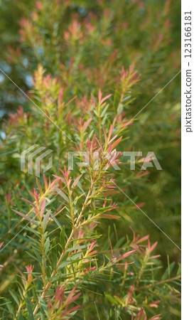Melaleuca bracteata macro leaves small world 123166181