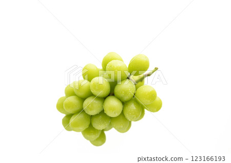 葡萄之王閃耀馬斯喀特 葡萄之王閃耀馬斯喀特 123166193