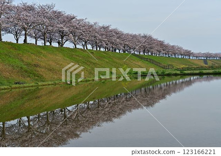 春季櫻花迴廊 123166221