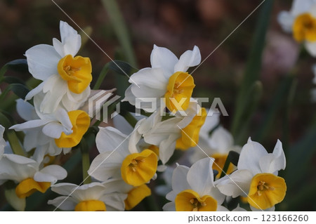 冬季，公園裡盛開著白色花瓣和黃色花冠的日本水仙花 123166260