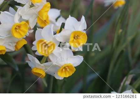 冬季，公園裡盛開著白色花瓣和黃色花冠的日本水仙花 123166261