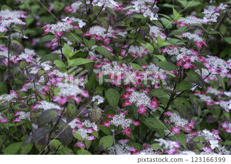 Colorful hydrangea 123166399