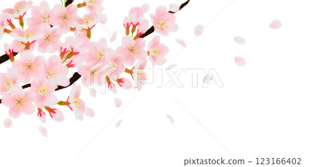 Illustration set of cherry blossoms blooming on a branch 123166402