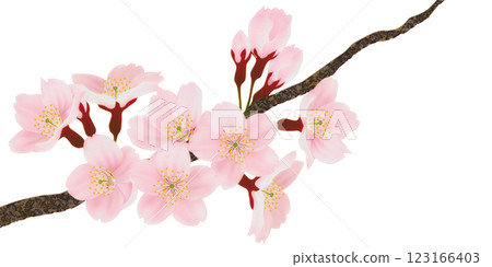 Illustration set of cherry blossoms blooming on a branch 123166403