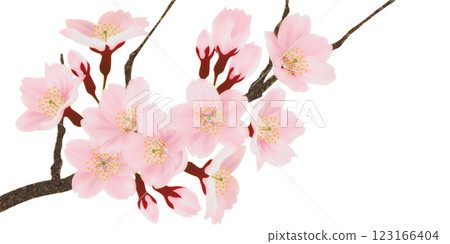Illustration set of cherry blossoms blooming on a branch 123166404
