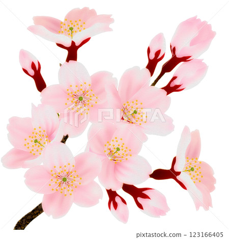 Illustration set of cherry blossoms blooming on a branch 123166405