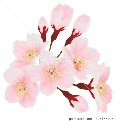 樹枝上盛開的櫻花插圖集 123166406