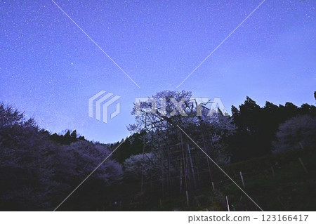 Starry sky and Tarumi cherry blossoms 123166417