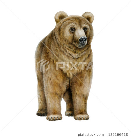 Brown bear watercolor illustration. Hand drawn wildlife forest animal vintage style illustration. Big furry grizzly bear forest predator isolated on white background 123166418