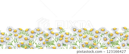 Chamomile herb seamless border decor element. Hand drawn matricaria chamomilla plant watercolor illustration. Chamomile medicinal plant with flowers, leaves seamless border on white background Chamomile herb seamless border decor element. Hand drawn matricaria chamomilla plant watercolor illustration. Chamomile medicinal plant with flowers, leaves seamless border on white background 123166427