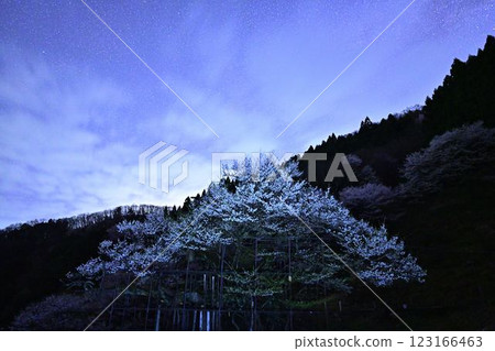 銀河與垂水櫻花 銀河與垂水櫻花 123166463