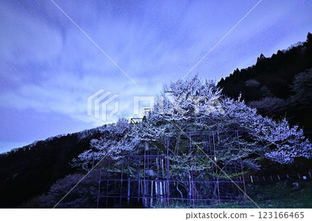 The Milky Way and Tarumi Cherry Blossoms The Milky Way and Tarumi Cherry Blossoms 123166465