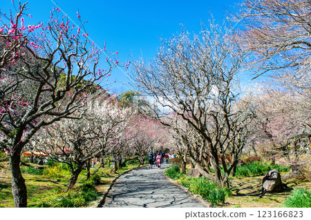 Atami Plum Garden, Atami City, Shizuoka Prefecture, Plum grove along Hatsukawa River, Early-blooming plums 123166823