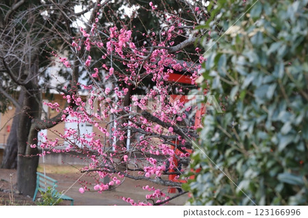Pink plum blossoms blooming in the grounds of a shrine in winter Pink plum blossoms blooming in the grounds of a shrine in winter 123166996