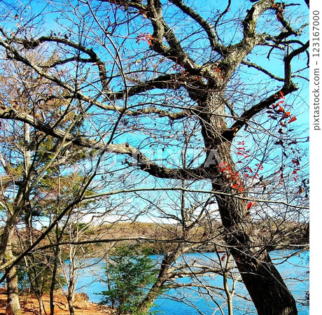 Lake Ippeki with autumn foliage in winter Lake Ippeki with autumn foliage in winter 123167000