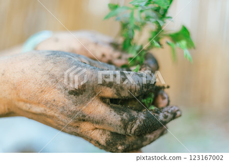 hands holding young plant with soil. 123167002
