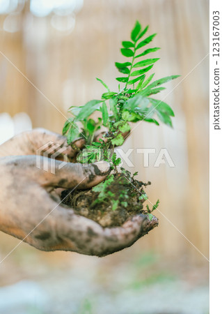 hands holding young plant with soil. 123167003