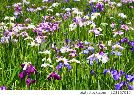 本堂寺的美麗鳶尾花（千葉縣松戶市） 123167013