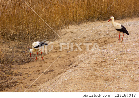 Couple of white storks on sand Couple of white storks on sand 123167018