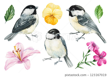 Birds and flowers. Watercolor black capped chickadee birds wildlife painting realistic nature illustration for prints Birds and flowers. Watercolor black capped chickadee birds wildlife painting realistic nature illustration for prints 123167019