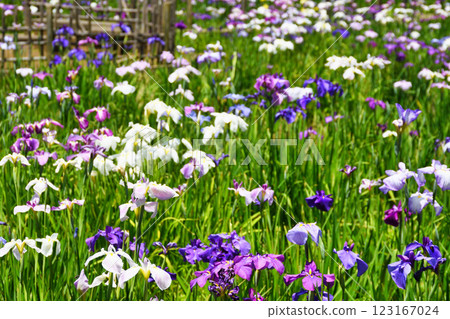 本堂寺的美麗鳶尾花（千葉縣松戶市） 123167024