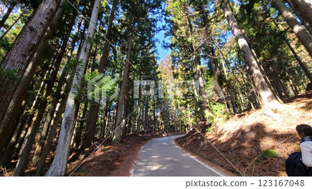 雪松路 雪松路 123167048