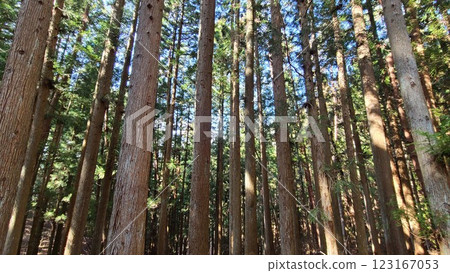 Forest in the mountains Forest in the mountains 123167053