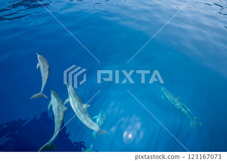 Spinner dolphin, Ogasawara, Tokyo 123167073