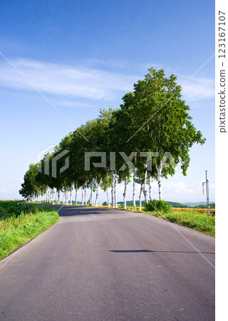 Birch birch trees in Biei Birch birch trees in Biei 123167107