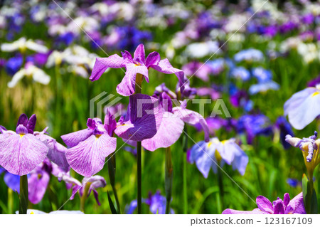 本堂寺的美麗鳶尾花(千葉縣松戶市) 本堂寺的美麗鳶尾花(千葉縣松戶市) 123167109