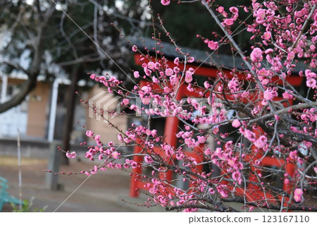 Pink plum blossoms blooming in the grounds of a shrine in winter 123167110