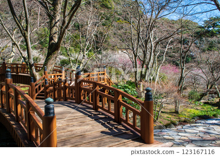 Atami Plum Garden, Atami City, Shizuoka Prefecture, Soubibashi Bridge and plum grove, early-blooming plums 123167116