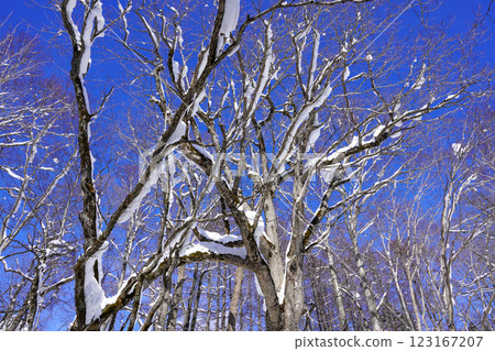 仰望白雪皚皚的樹木(京極町吹出公園) 仰望白雪皚皚的樹木(京極町吹出公園) 123167207