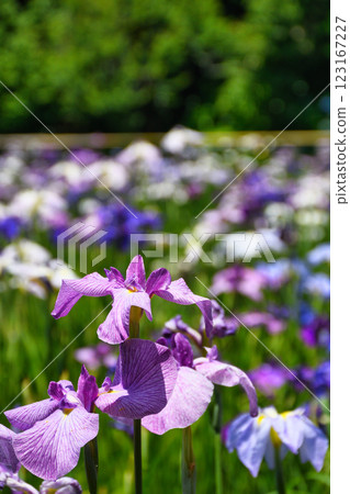本堂寺的美麗鳶尾花(千葉縣松戶市) 本堂寺的美麗鳶尾花(千葉縣松戶市) 123167227
