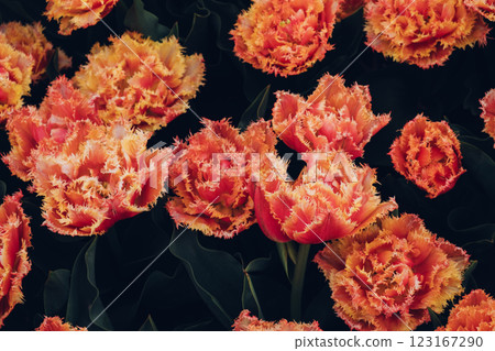 Colorful tulips in bloom. 123167290