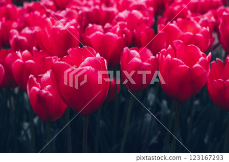 Blooming tulips. 123167293