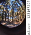 Forest from a fisheye lens 123167297