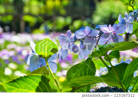 Hondo-ji Temple: Beautiful hydrangeas and irises (Matsudo City, Chiba Prefecture) 123167312