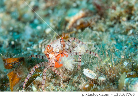 Emperor crab, Ogasawara, Tokyo 123167766