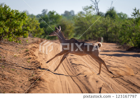 Female greater kudu jumps across dirt track 123167797