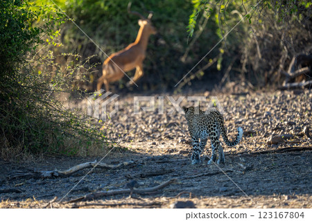 Female leopard stalks male impala in bushes 123167804
