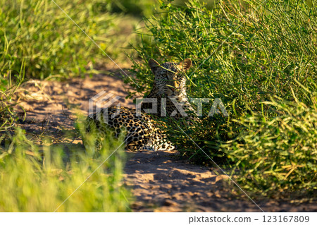 Female leopard with catchlight lies in bushes 123167809