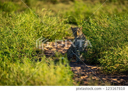 Female leopard with catchlight sits in bushes 123167810