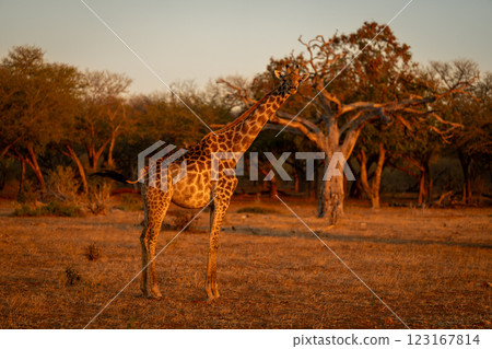 Female southern giraffe stands turning toward camera 123167814