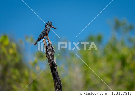 Giant kingfisher in profile on dead tree Giant kingfisher in profile on dead tree 123167815