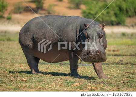 Hippo walks across short grass watching camera Hippo walks across short grass watching camera 123167822
