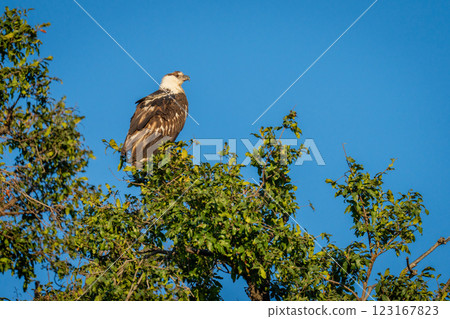 Juvenile African fish eagle on leafy treetop Juvenile African fish eagle on leafy treetop 123167823