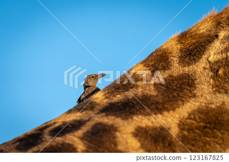 Juvenile red-billed oxpecker on southern giraffe neck 123167825