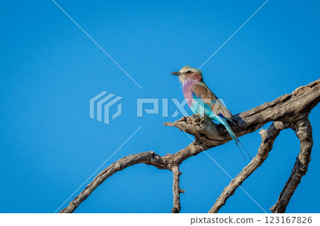 Lilac-breasted roller in dead tree in profile Lilac-breasted roller in dead tree in profile 123167826